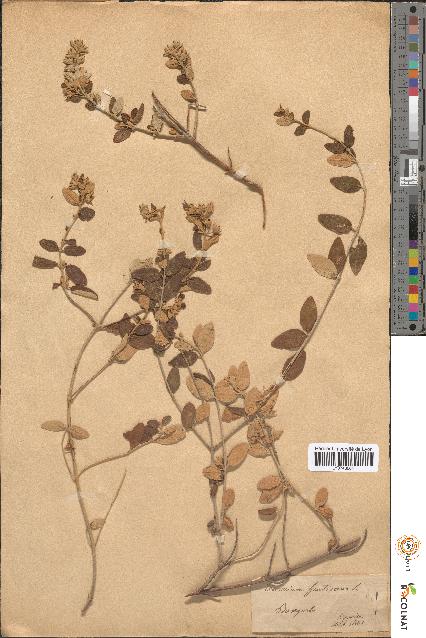 spécimen de Teucrium fruticans