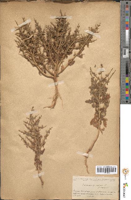 spécimen de Teucrium spinosum