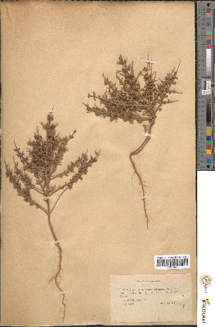 spécimen de Teucrium spinosum