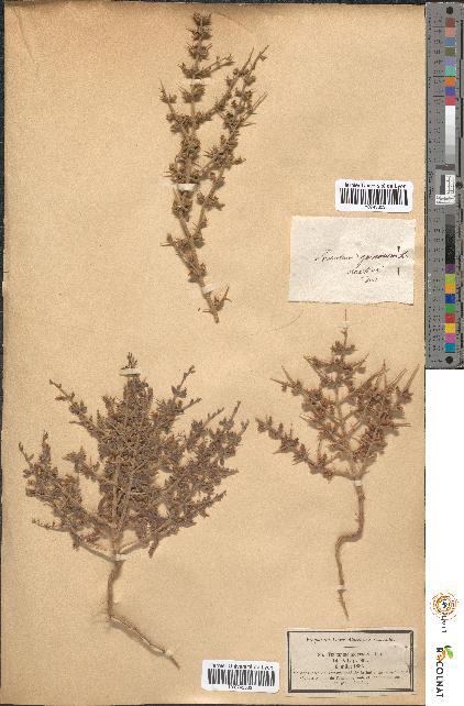 spécimen de Teucrium spinosum