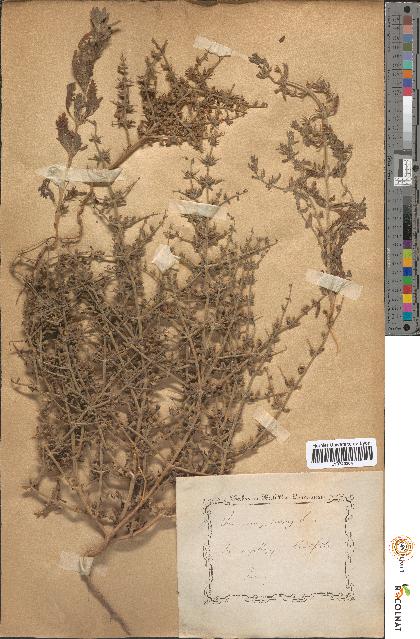 spécimen de Teucrium spinosum