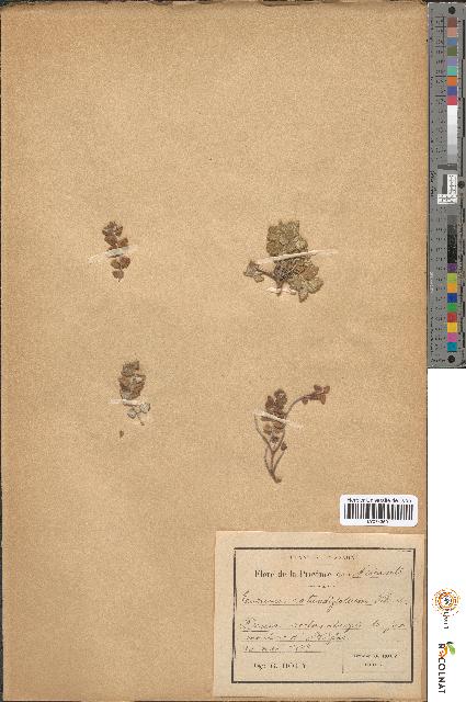 spécimen de Teucrium rotundifolium