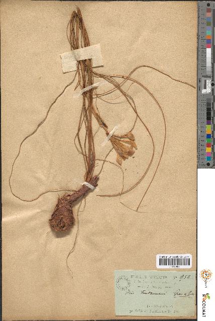 spécimen de Iris fontanesii