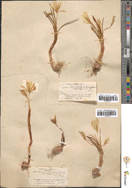 spécimen de Crocus ochroleucus