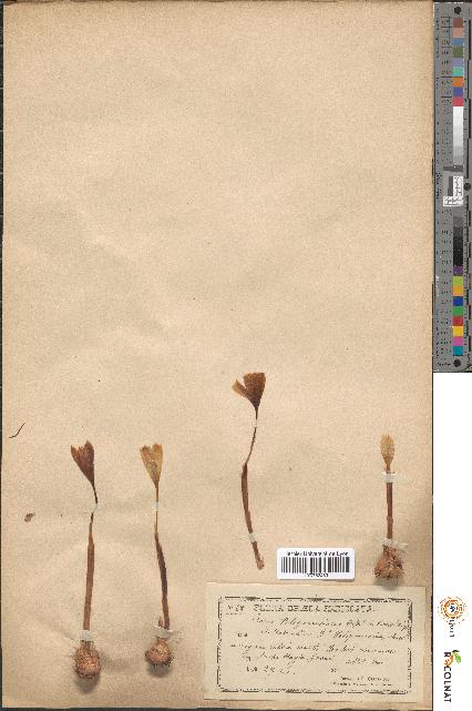 spécimen de Crocus peloponnesiacus