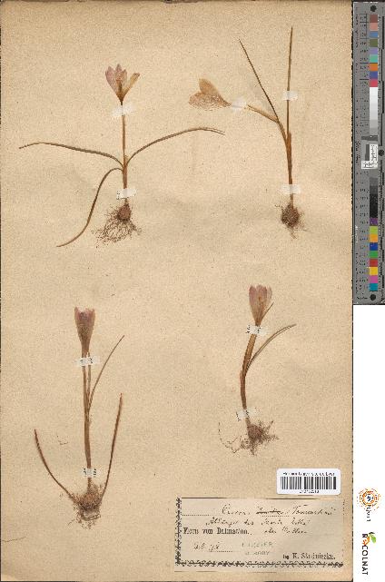 spécimen de Crocus tommasinii