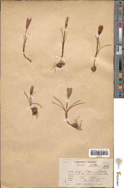 spécimen de Crocus tommasinii