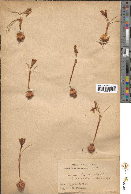 spécimen de Crocus crewei