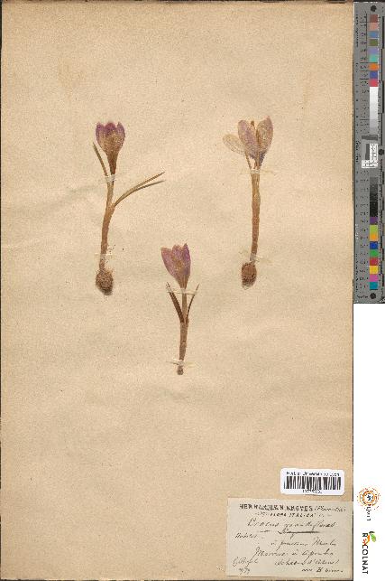 spécimen de Crocus grandiflorus