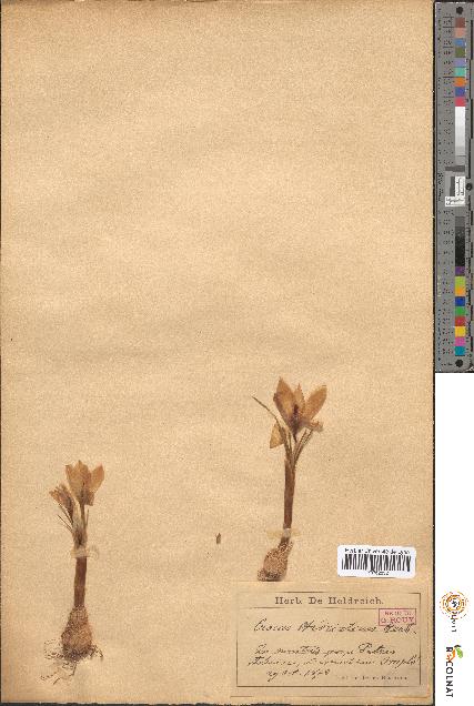 spécimen de Crocus hadriaticus