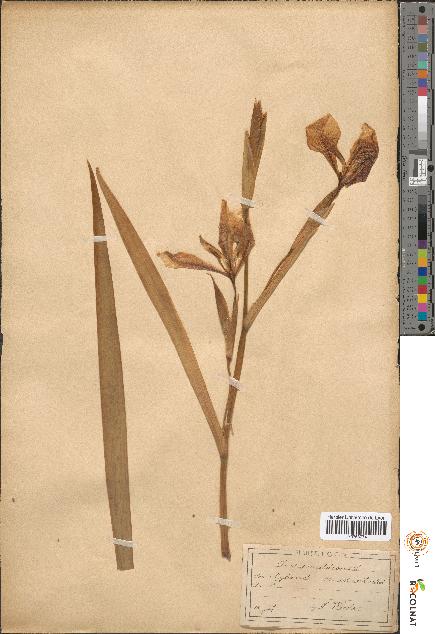 spécimen de Iris pseudacorus