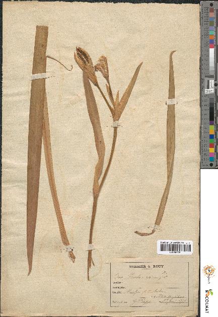 spécimen de Iris pseudacorus
