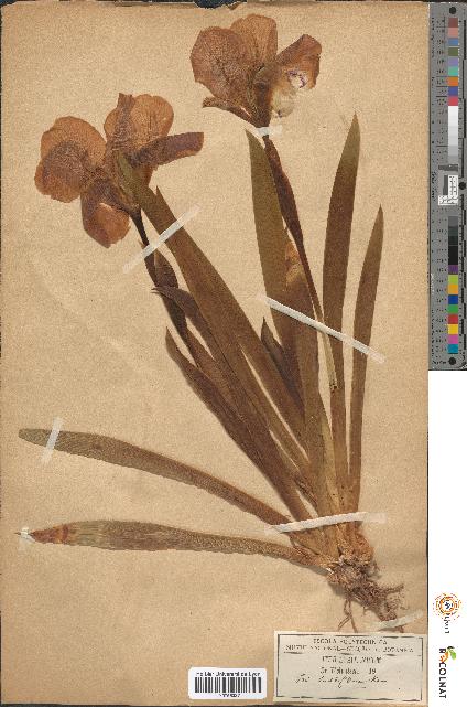 spécimen de Iris subbiflora