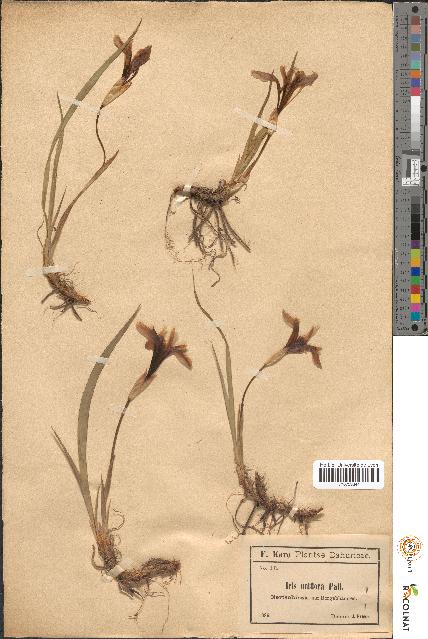 spécimen de Iris uniflora