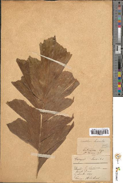 spécimen de Caryota humilis