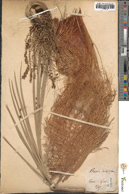 spécimen de Phoenix dactylifera