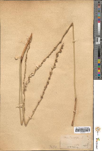 spécimen de Phoenix dactylifera