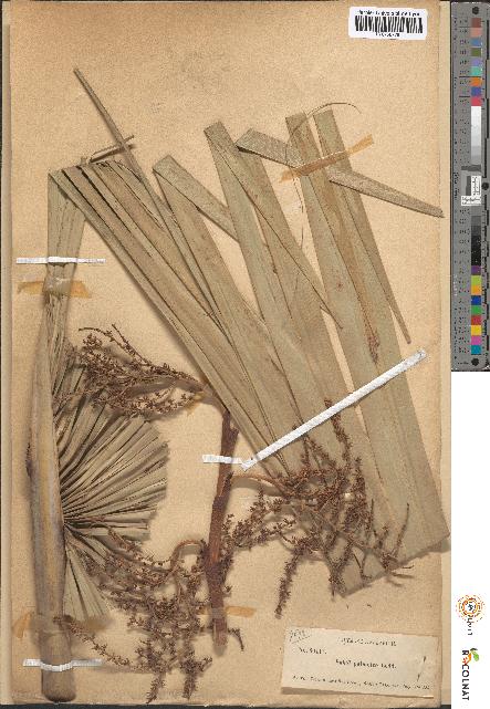 spécimen de Sabal palmetto