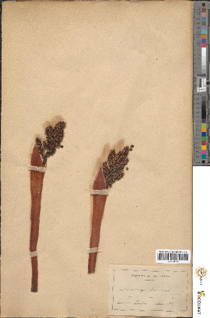 spécimen de Chamaerops humilis