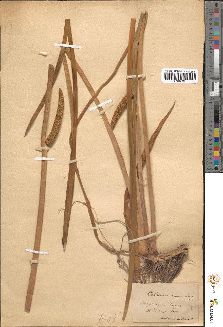 spécimen de Calamus aromaticus