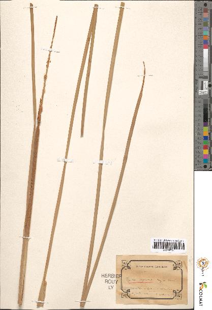 spécimen de Typha angustata