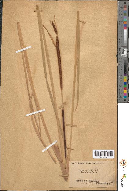 spécimen de Typha angustifolia