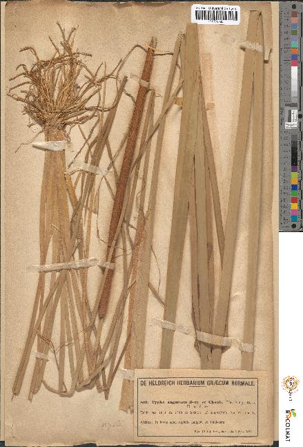 spécimen de Typha angustata