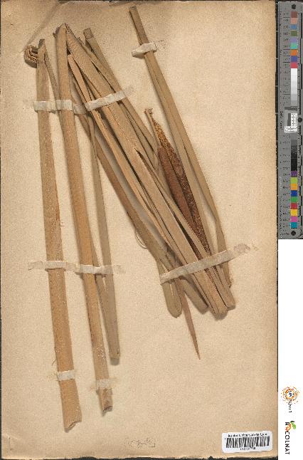 spécimen de Typha angustata