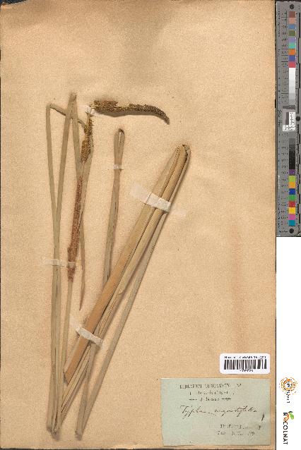 spécimen de Typha angustifolia
