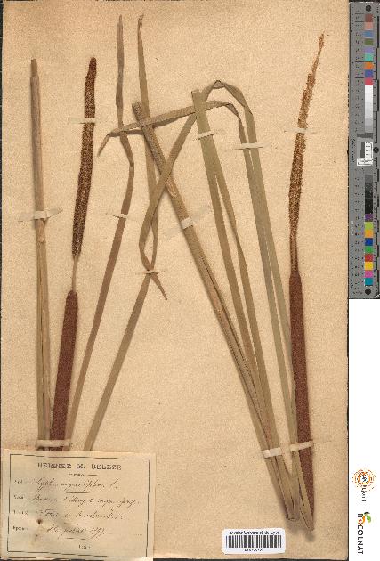 spécimen de Typha angustifolia