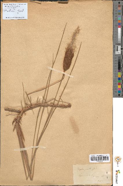 spécimen de Typha martini