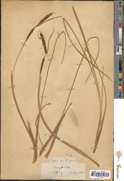spécimen de Typha martini