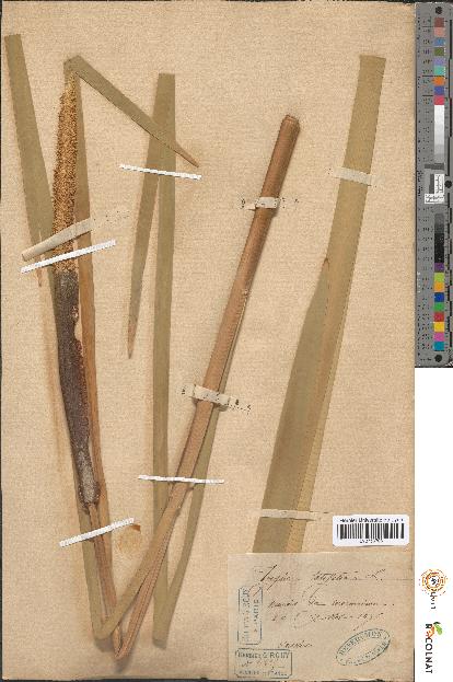 spécimen de Typha latifolia