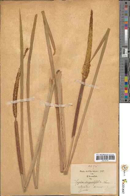 spécimen de Typha latifolia