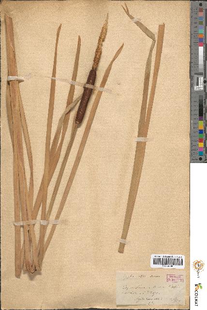 spécimen de Typha latifolia