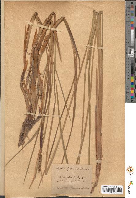 spécimen de Typha lugdunensis