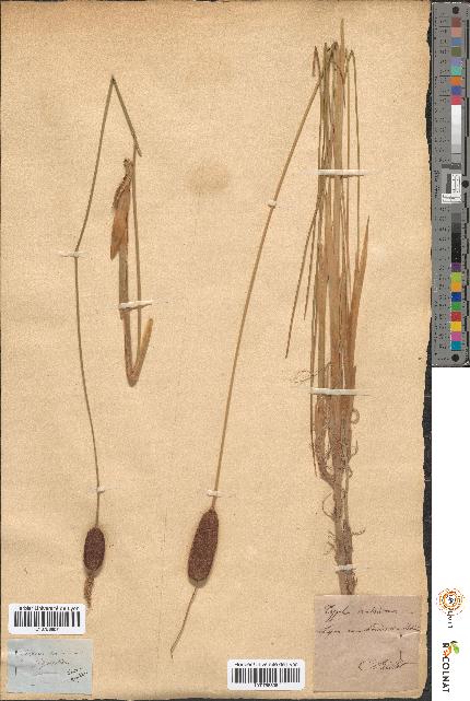 spécimen de Typha minima
