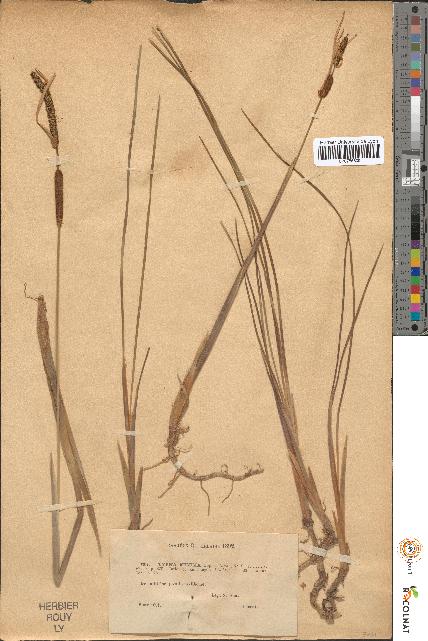 spécimen de Typha minima