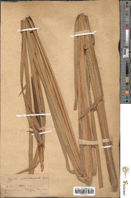 spécimen de Typha shuttleworthii