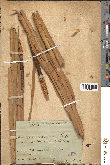 spécimen de Typha shuttleworthii