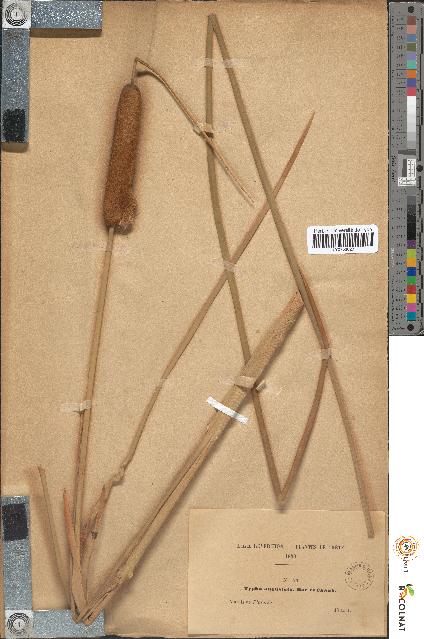 spécimen de Typha media