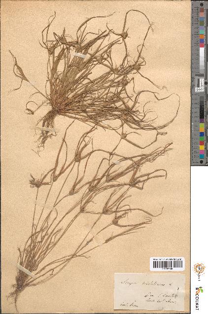 spécimen de Scirpus michelianus