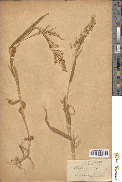 spécimen de Panicum miliaceum