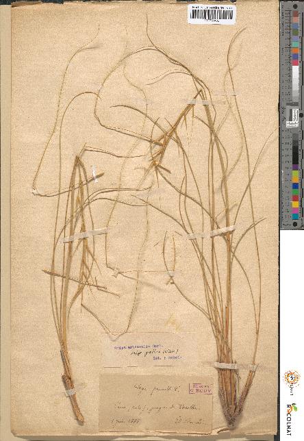 spécimen de Stipa pennata