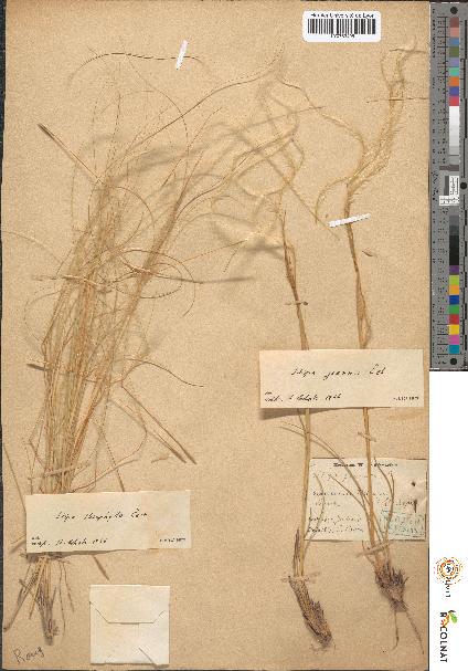 spécimen de Stipa pennata