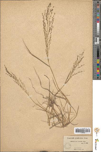 spécimen de Eragrostis pectinacea