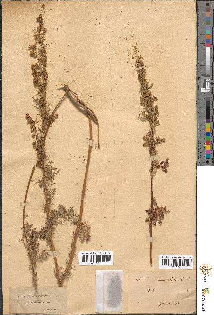 spécimen de Artemisia chamaemelifolia