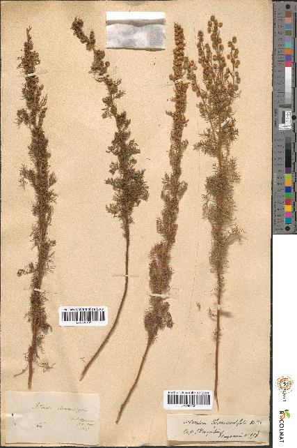 spécimen de Artemisia chamaemelifolia