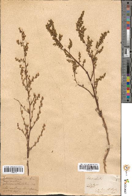 spécimen de Artemisia crithmifolia