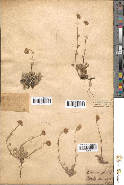 spécimen de Artemisia glacialis